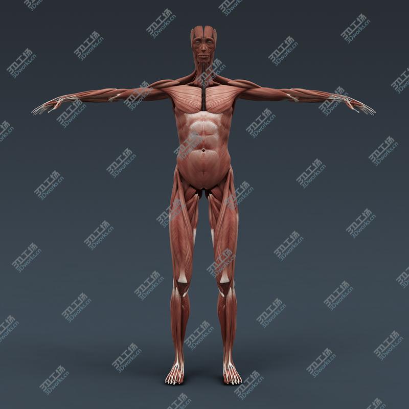 images/goods_img/2021040234/Maya Rigged Human Male Body, Muscular System and Skeleton/4.jpg
